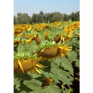 Compra GIRASOL SMARAGD Resistente a Herbicida (150.000 Semillas) en la tienda online Fito Agrícola