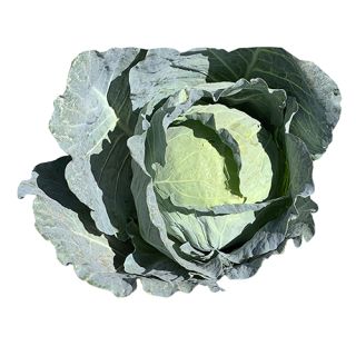 Compra COL JASPER F1 (1.000 Semillas) en la tienda online Fito Agrícola