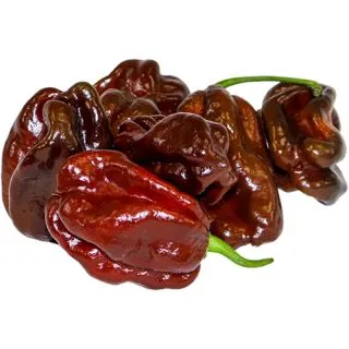 Compra ARDEI HABANERO CHOCO F1 (1.000 Semințe) en la tienda online Fito Agrícola