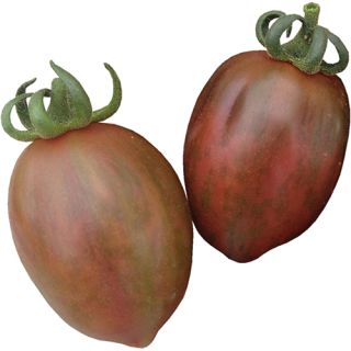 Compra TOMATE TES 1529 F1 (1.000 Semillas) en la tienda online Fito Agrícola