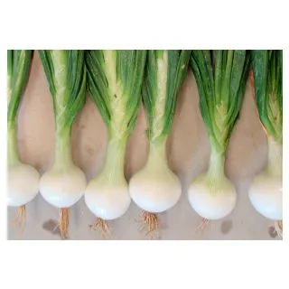 Compra CEBOLLA LYRIKA F1 Calibrada (5.000 Semillas) en la tienda online Fito Agrícola