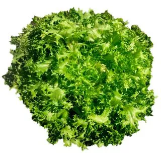 Compra ESCAROLA CABELLO DE ANGEL GARRAF Pildorada (10.000 Semillas) en la tienda online Fito Agrícola