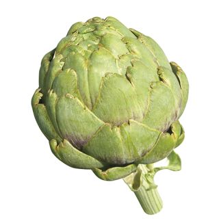 Compra ALCACHOFA IMPERIAL STAR (1.000 Semillas) en la tienda online Fito Agrícola