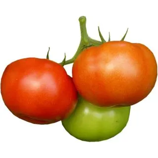 Compra TOMATE TREMENDITY F1 (1.000 Semillas) en la tienda online Fito Agrícola
