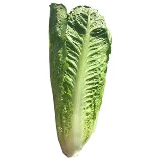 Compra LECHUGA SAVANNA Pildorada (10.000 Semillas) en la tienda online Fito Agrícola