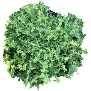 Compra ESCAROLA WALLONNE ANKARA Pildorada (10.000 Semillas). en la tienda online Fito Agrícola