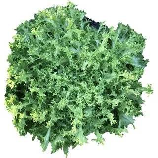 Compra ANDIVA WALLONNE ANKARA Pildorada (10.000 semințe). en la tienda online Fito Agrícola