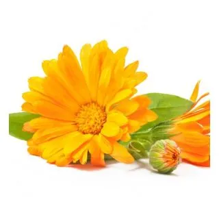 Compra CALENDULA M11 en la tienda online Fito Agrícola