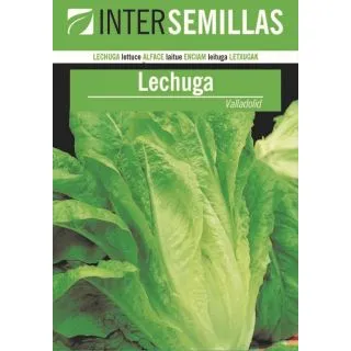 Compra LECHUGA VALLADOLID (2 gr.) en la tienda online Fito Agrícola