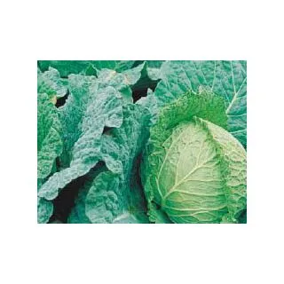 Compra COL DAMA F1 Pildorada (2.500 semințe) en la tienda online Fito Agrícola