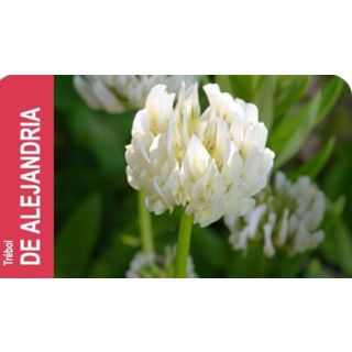 Compra TREBOL ALEJANDRIA ALEX Inoculado y Pildorado (10 Kgr.). en la tienda online Fito Agrícola