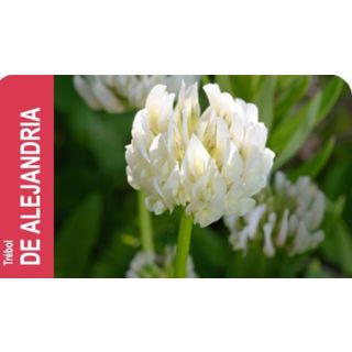 Compra TRÉBOL ALEJANDRÍA ALEX Inoculado y Pildorado (1 Kgr.) en la tienda online Fito Agrícola