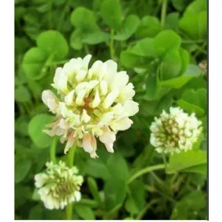 Compra TRÉBOL BLANCO ENANO HUIA Inoculado y Pildorado (25 Kgr.) en la tienda online Fito Agrícola