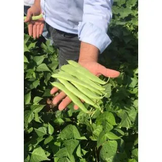 Compra JUDÍA VOLTRAN (1 Kgr.). en la tienda online Fito Agrícola