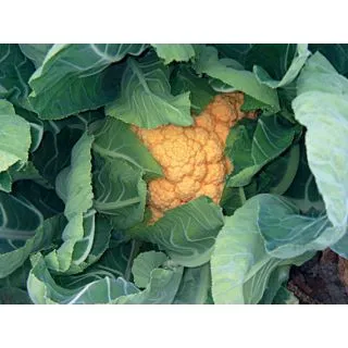 Compra COLIFLOR CHEDDAR Sin Tratar F1 (500 Semillas). en la tienda online Fito Agrícola