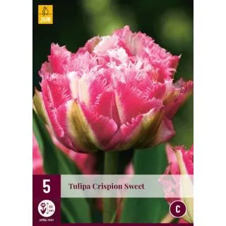 Compra TULIPÁN CRISPION SWEET en la tienda online Fito Agrícola
