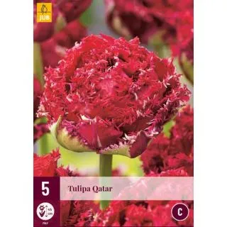 Compra TULIPÁN QATAR en la tienda online Fito Agrícola