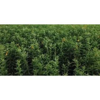 Compra CROTALARIA JUNCEA LOEI (22,70 Kgr.) en la tienda online Fito Agrícola