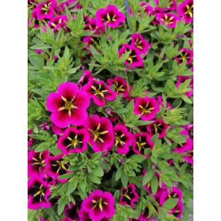 Compra CALIBRACHOA CABARET GOOD NIGHT KISS (126 Plantas). en la tienda online Fito Agrícola