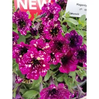 Compra PETUNIA GANDIFLORA MAGENTA MAMBO (126 Plantas). en la tienda online Fito Agrícola