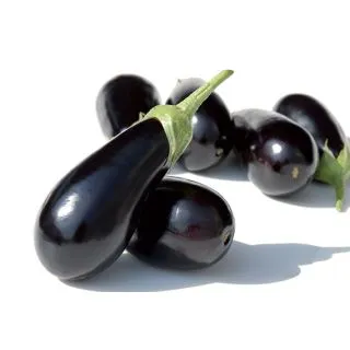 Compra BERENJENA SHAKIRA F1 Pregerminada (250 Semillas). en la tienda online Fito Agrícola