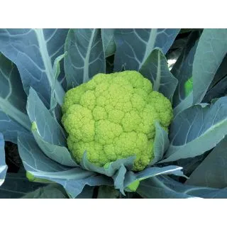 Compra COLIFLOR SUSANA F1 (500 Semillas). en la tienda online Fito Agrícola