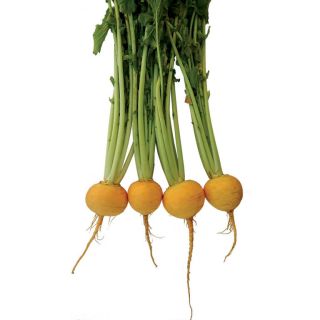 Compra NABO GOLDANA (50 gr.) en la tienda online Fito Agrícola