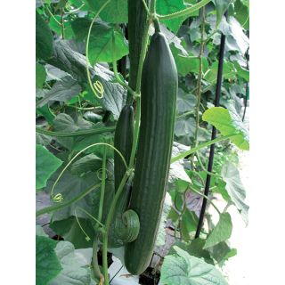 Compra PEPINO LOUSTIK F1 Sin Tratar (100 Semillas). en la tienda online Fito Agrícola