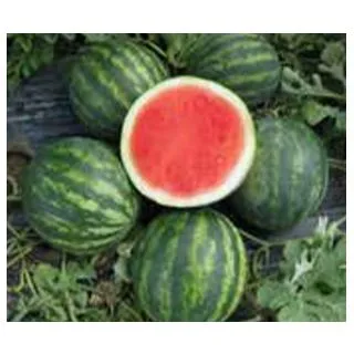 Compra SANDÍA DENISE F1 Sin Tratar (250 Semillas). en la tienda online Fito Agrícola