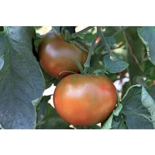 Compra TOMATE KAKAO F1 Sin Tratar (50 Semillas). en la tienda online Fito Agrícola