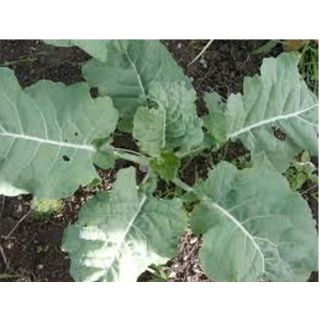 Compra NABICOL RUSO BABY LEAF (50 gr.). en la tienda online Fito Agrícola