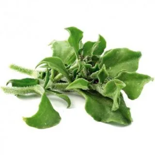 Compra ICE PLANT BABY LEAF (10 gr.). en la tienda online Fito Agrícola