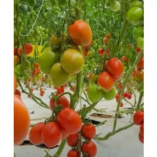 Compra TOMATE NUN 3155 TO F1 Precisión Sin Tratar (1000 Semillas). en la tienda online Fito Agrícola