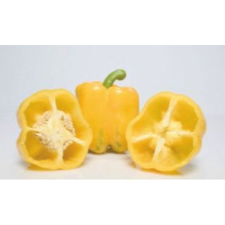 Compra PIMIENTO QUARK F1 (1.000 Semillas) en la tienda online Fito Agrícola