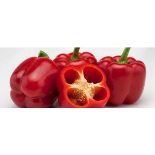 Compra PIMIENTO OLIMPIAKOS F1 (1.000 Semillas) en la tienda online Fito Agrícola