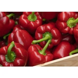 Compra ARDEI KRAKOS F1 (1.000 Semințe) en la tienda online Fito Agrícola