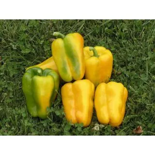 Compra PIMIENTO RIALTO F-1 (1.000 Semillas) en la tienda online Fito Agrícola