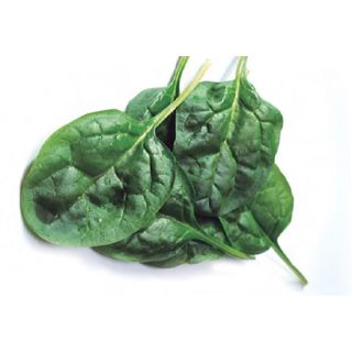 Compra ESPINACA HYDRUS F1 BABY LEAF (1.000.000 Semillas) en la tienda online Fito Agrícola