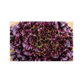 Compra LECHUGA MULTIRED 98 Pildorada (25.000 Semillas) en la tienda online Fito Agrícola