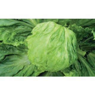 Compra LECHUGA ASPIRATA Pildorada (25.000 Semillas) en la tienda online Fito Agrícola