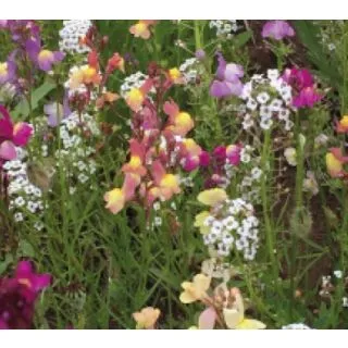 Compra FLORES ANUALES MEDIANAS (100 gr.). en la tienda online Fito Agrícola