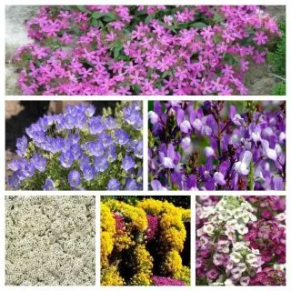 Compra FLORES BABY MIX (100 gr.). en la tienda online Fito Agrícola