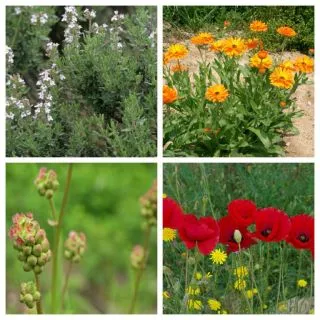 Compra FLORACION SOLANA MIX (1 Kgr.). en la tienda online Fito Agrícola