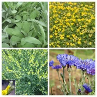 Compra FLORACIÓN CAMPIÑA (100 gr.). en la tienda online Fito Agrícola