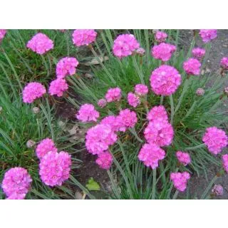 Compra ARMERIA MARITIMA Splendes Rosa (50gr.). en la tienda online Fito Agrícola