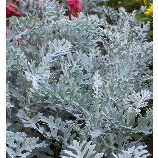Compra CINERARIA MARITIMA SILVERARADO ALB PLATINAT (1000 semințe). en la tienda online Fito Agrícola