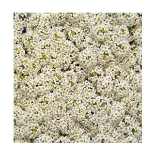 Compra LOBULARIA MARITIMA WONDERLAND BLANCO (1000 Semillas). en la tienda online Fito Agrícola