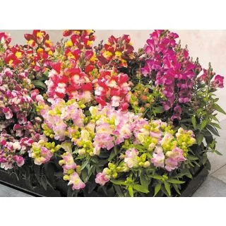 Compra ANTIRINUM FLORAL SNAPPY F1 MIX (1.000 semințe) en la tienda online Fito Agrícola