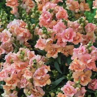 Compra ANTIRRINO TWINNY F1 ROSA (1.000 semințe) en la tienda online Fito Agrícola
