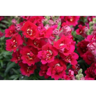 Compra ANTIRRINO TWINNY F1 VIOLETA (1.000 Semillas) en la tienda online Fito Agrícola